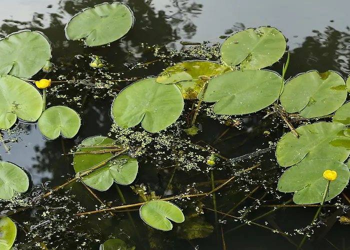 ホテル Restaurant La Sonnerie ソン・エン・ブリューゲル
