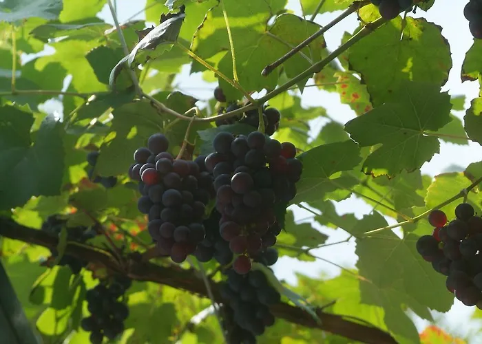 Restaurant La Sonnerie Son en Breugel